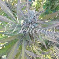 Eleven Roses - 5-pack - Feminised - Delicious Seeds -Uitgelichte Plantenzaadwinkel eleven roses california 7