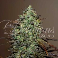 Eleven Roses - 5-pack - Feminised - Delicious Seeds