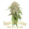 Enemy Of The State - 5PACK - Feminised - Super Strains 1 Enemy Of The State - 5PACK - Feminised - Super Strains -Uitgelichte Plantenzaadwinkel enemy of the state super strainskopie