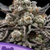 Epic Buzz - 5-pack - Feminised - Anesia Seeds -Uitgelichte Plantenzaadwinkel epic buzz 600x800 anesia seeds1