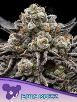 Epic Buzz - 5-pack - Feminised - Anesia Seeds
