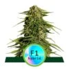 Epsilon F1 Auto - 3-pack - Feminised - Royal Queen Seeds -Uitgelichte Plantenzaadwinkel epsilon f1