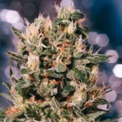 Euforia - Regular - Dutch Passion