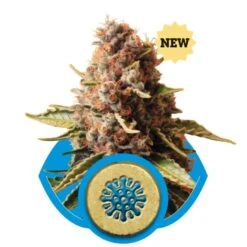 Euphoria - Feminised - Royal Queen Seeds