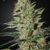 Exodus Cheese Autoflowering - 5PACK - Feminised - Green House -Uitgelichte Plantenzaadwinkel exoduscheeseauto