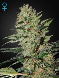 Exodus Cheese Autoflowering - 5PACK - Feminised - Green House