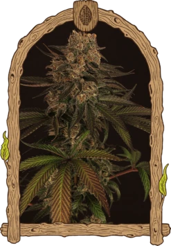 Exotic Colours - 5PACK - Feminised - Exotic Seed