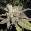 Lemon Sherbert - 5PACK - Feminised - Pheno Finder Seeds -Uitgelichte Plantenzaadwinkel f08329a5 5b1e 4610 87d0 81a35fe06112