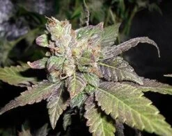 Lemon Sherbert - 5PACK - Feminised - Pheno Finder Seeds