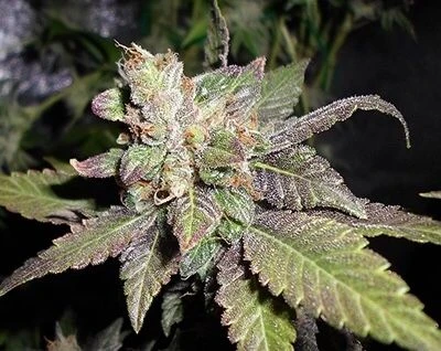 Lemon Sherbert - 5PACK - Feminised - Pheno Finder Seeds 3 Lemon Sherbert - 5PACK - Feminised - Pheno Finder Seeds