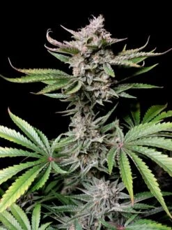Cherry Cola Auto - 5-pack - Feminised - Fast Buds Seeds -Uitgelichte Plantenzaadwinkel f6518eed660762da34d1bedb2e8fd146