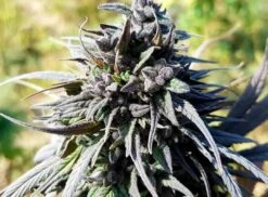 Chimtal - 15-pack - Regular - Baaba Qo 9 Chimtal - 15-pack - Regular - Baaba Qo -Uitgelichte Plantenzaadwinkel f72a991e a301 4775 9e6f 9ef1acbeae81