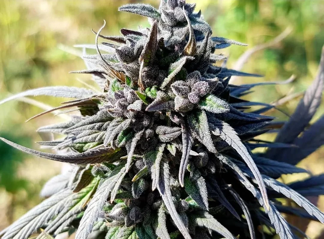 Chimtal - 15-pack - Regular - Baaba Qo 6 Chimtal - 15-pack - Regular - Baaba Qo - Afbeelding 4