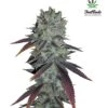 Fastberry Auto - 5PACK - Feminised - Fast Buds Seeds
