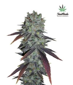 Fastberry Auto - 5PACK - Feminised - Fast Buds Seeds