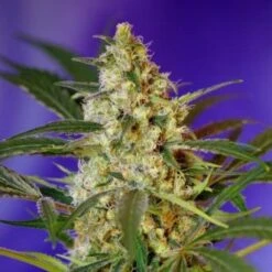 Fast Bud #2 Auto - Feminised - Sweet Seeds