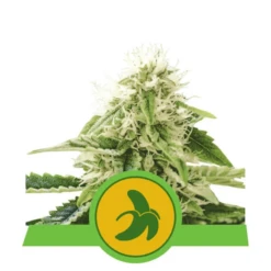 Fat Banana Automatic - Feminised - Royal Queen Seeds