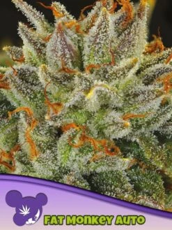 Fat Monkey Auto - 5-pack - Feminised - Anesia Seeds -Uitgelichte Plantenzaadwinkel fat monkey auto 600x800 1 1 1