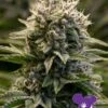 Fat Monkey Auto - 5-pack - Feminised - Anesia Seeds -Uitgelichte Plantenzaadwinkel fat monkey 1
