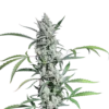Fat Pete Cookies (auto) - 5-pack - Feminised - Super Sativa Seed Club -Uitgelichte Plantenzaadwinkel fate petes cookies