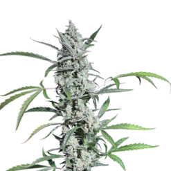 Fat Pete Cookies (auto) - 5-pack - Feminised - Super Sativa Seed Club