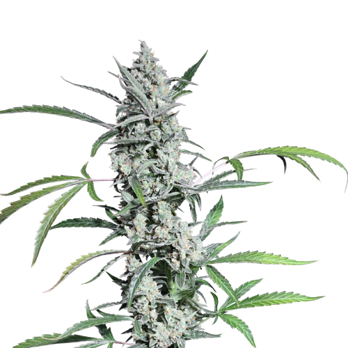 Fat Pete Cookies (auto) - 5-pack - Feminised - Super Sativa Seed Club 3 Fat Pete Cookies (auto) - 5-pack - Feminised - Super Sativa Seed Club