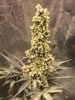 Tropi Lemon Z - 12-pack - Regular - Flying Genetics -Uitgelichte Plantenzaadwinkel father tlz