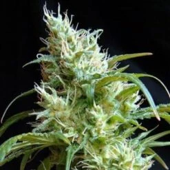 Flash Back #2 - Feminised - Sweet Seeds