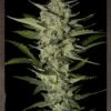 Flowerbomb Kush - 5PACK - Feminised - Strain Hunters -Uitgelichte Plantenzaadwinkel flower bomb kush