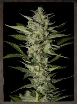 Flowerbomb Kush - 5PACK - Feminised - Strain Hunters