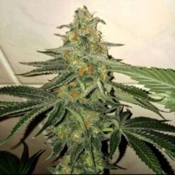 Forbidden Fruit Cake - 6-pack - Feminised - The Plug Seeds