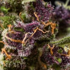 Red Chile Truffles - 5-pack - Feminised - Hypno Seeds -Uitgelichte Plantenzaadwinkel frame 14 min.png 1