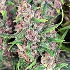 Papaya Pie Auto - 5-pack - Feminised - Hypno Seeds -Uitgelichte Plantenzaadwinkel frame 368.png