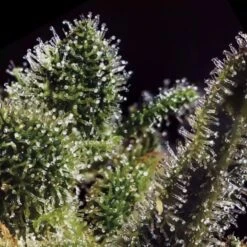 Rainbow Runtz Auto - 5-pack - Feminised - Hypno Seeds -Uitgelichte Plantenzaadwinkel frame 395.jpg