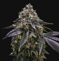 French Macaron - 5PACK - Feminised - T.H.Seeds