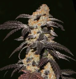 French Cookies - 5PACK - Feminised - T.H.Seeds -Uitgelichte Plantenzaadwinkel frenchcooke