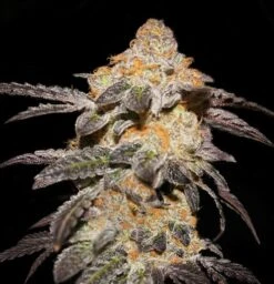 French Cookies - 5PACK - Feminised - T.H.Seeds -Uitgelichte Plantenzaadwinkel frenchcooke2