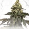 French Cookies X Birthday Cake X Strawbanana Cream - 11-pack - Regular - T.H.Seeds -Uitgelichte Plantenzaadwinkel frenchcookiesxbirthdaycake1