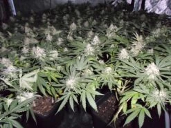 Fromage Blue - 5PACK - Feminised - Pheno Finder Seeds 11 Fromage Blue - 5PACK - Feminised - Pheno Finder Seeds -Uitgelichte Plantenzaadwinkel fromage blue 1