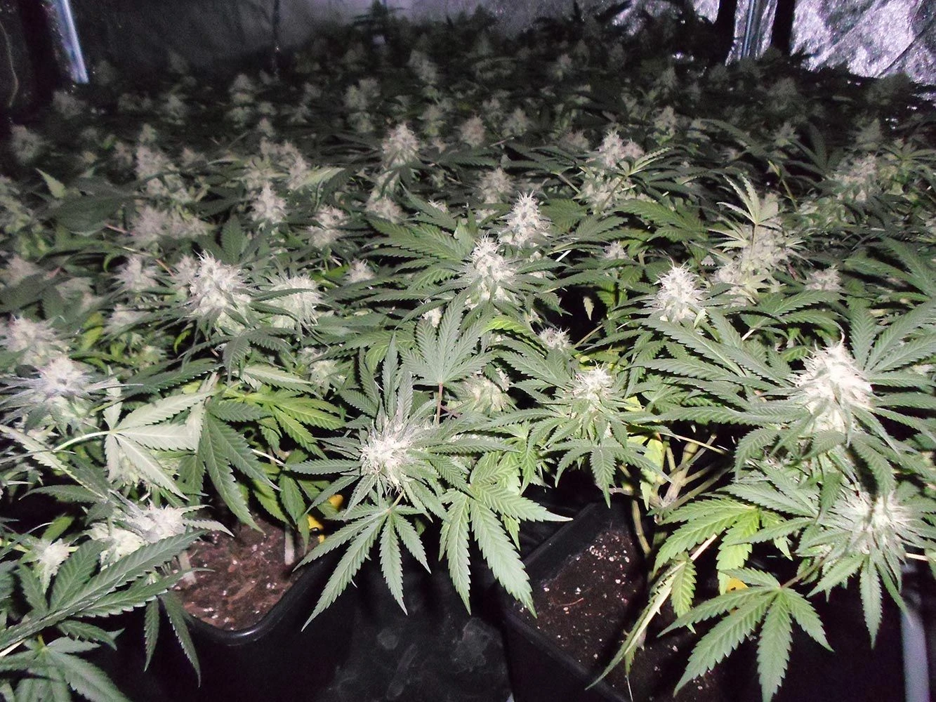 Fromage Blue - 5PACK - Feminised - Pheno Finder Seeds 7 Fromage Blue - 5PACK - Feminised - Pheno Finder Seeds - Afbeelding 5