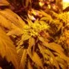 Fromage Blue - 5PACK - Feminised - Pheno Finder Seeds -Uitgelichte Plantenzaadwinkel fromage blue 2