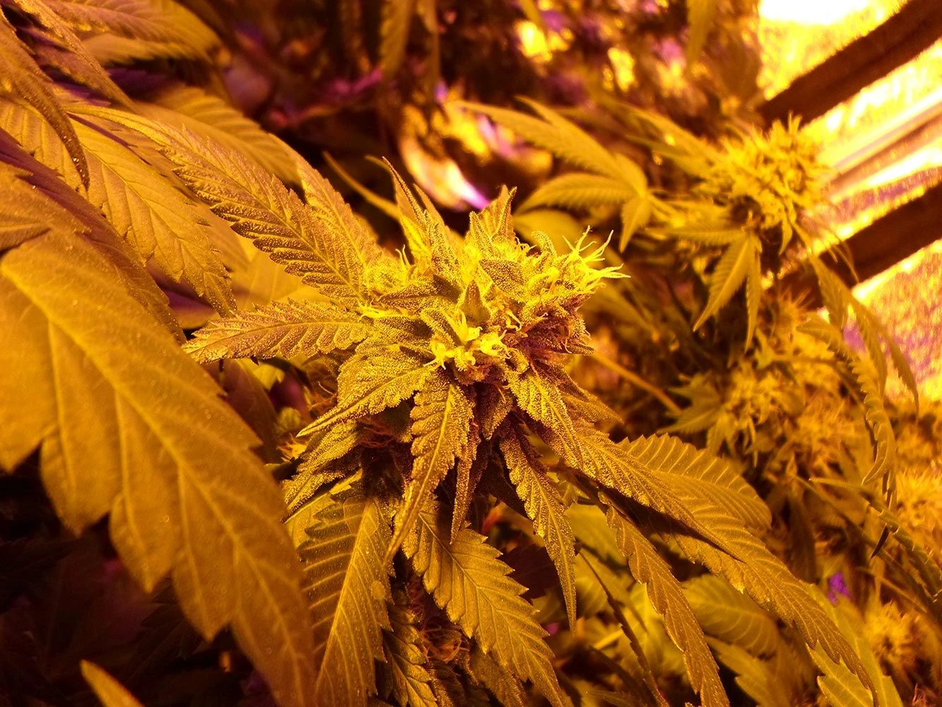 Fromage Blue - 5PACK - Feminised - Pheno Finder Seeds 3 Fromage Blue - 5PACK - Feminised - Pheno Finder Seeds