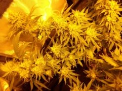 Fromage Blue - 5PACK - Feminised - Pheno Finder Seeds 8 Fromage Blue - 5PACK - Feminised - Pheno Finder Seeds -Uitgelichte Plantenzaadwinkel fromage blue 3