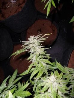 Fromage Blue - 5PACK - Feminised - Pheno Finder Seeds 10 Fromage Blue - 5PACK - Feminised - Pheno Finder Seeds -Uitgelichte Plantenzaadwinkel fromage blue 4