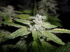 Fromage Blue - 5PACK - Feminised - Pheno Finder Seeds 9 Fromage Blue - 5PACK - Feminised - Pheno Finder Seeds -Uitgelichte Plantenzaadwinkel fromage blue 5