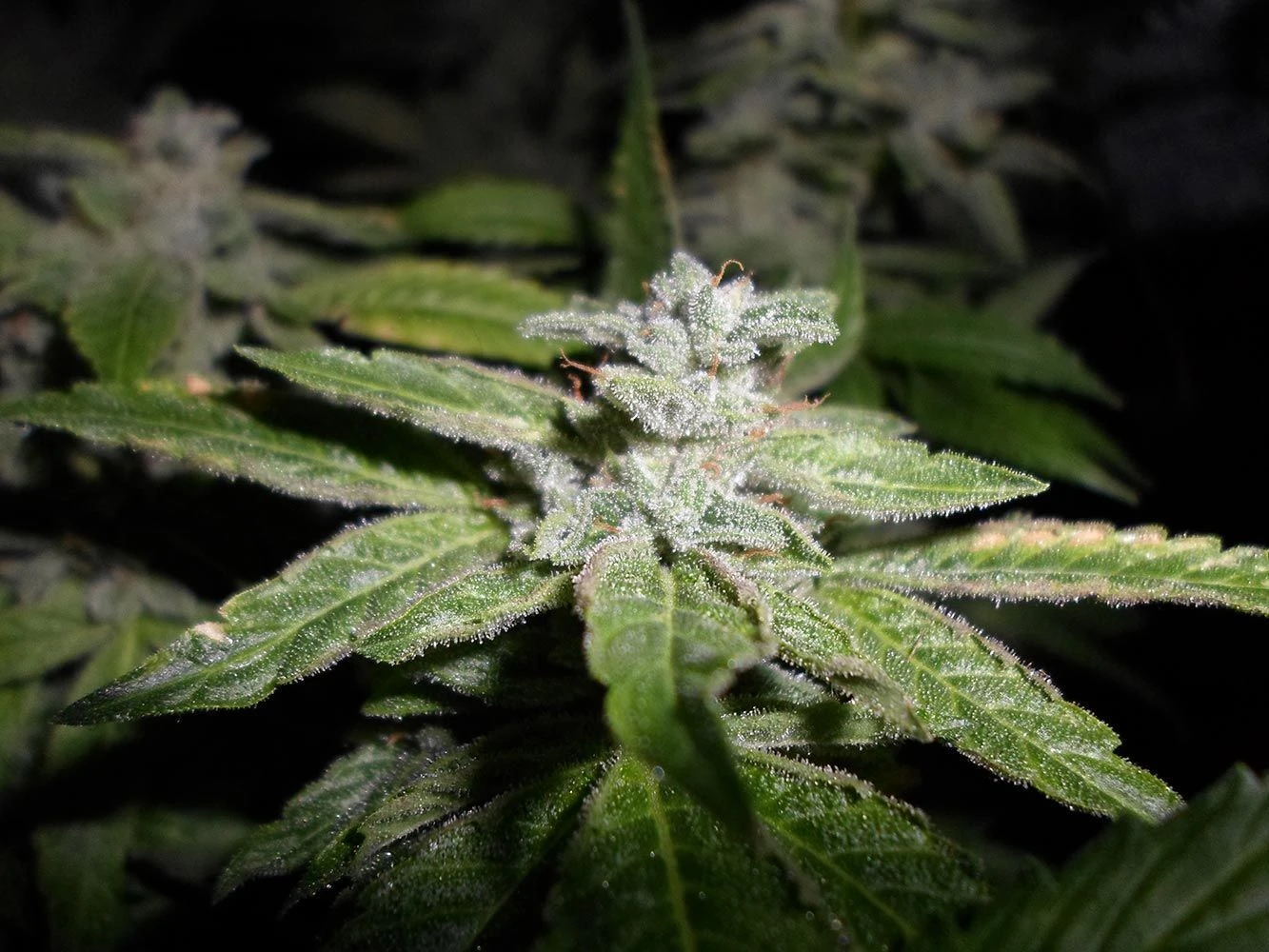 Fromage Blue - 5PACK - Feminised - Pheno Finder Seeds 5 Fromage Blue - 5PACK - Feminised - Pheno Finder Seeds - Afbeelding 3