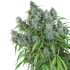 Frosty Friday - 12-pack - Regular - Super Sativa Seed Club