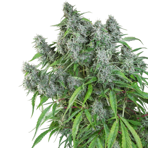 Frosty Friday - 12-pack - Regular - Super Sativa Seed Club 3 Frosty Friday - 12-pack - Regular - Super Sativa Seed Club