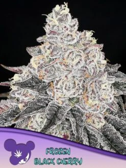 Frozen Black Cherry - 5-pack - Feminised - Anesia Seeds