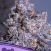 Frozen Black Cherry Auto - 5-pack - Feminised - Anesia Seeds -Uitgelichte Plantenzaadwinkel frozen black cherry auto anesia seeds 600x800 2